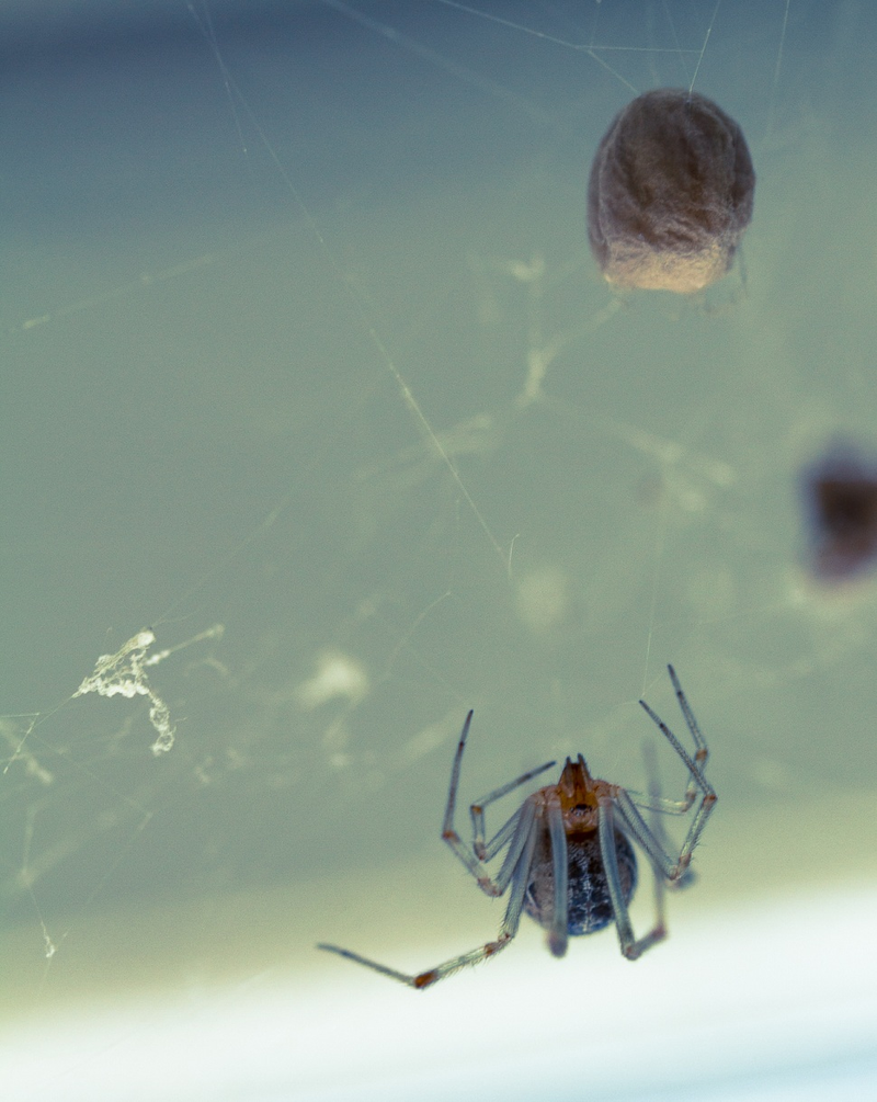 Illustration for article titled Shooting Challenge: Bugs 1